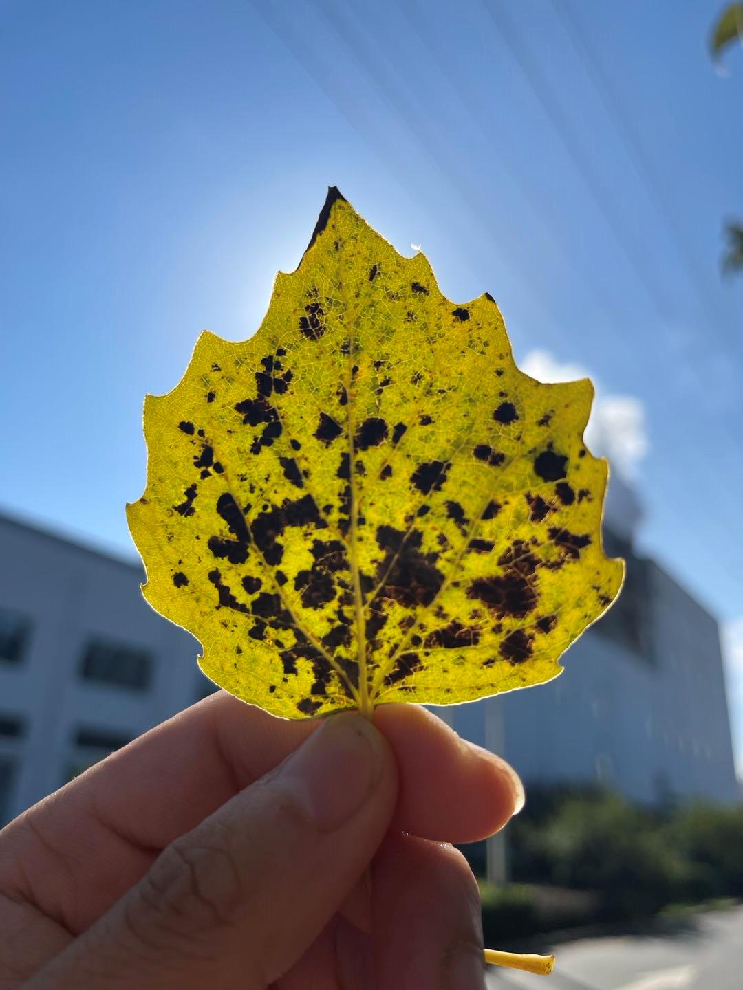 iphone13promax怎么抢购,iphone13promax抢不上