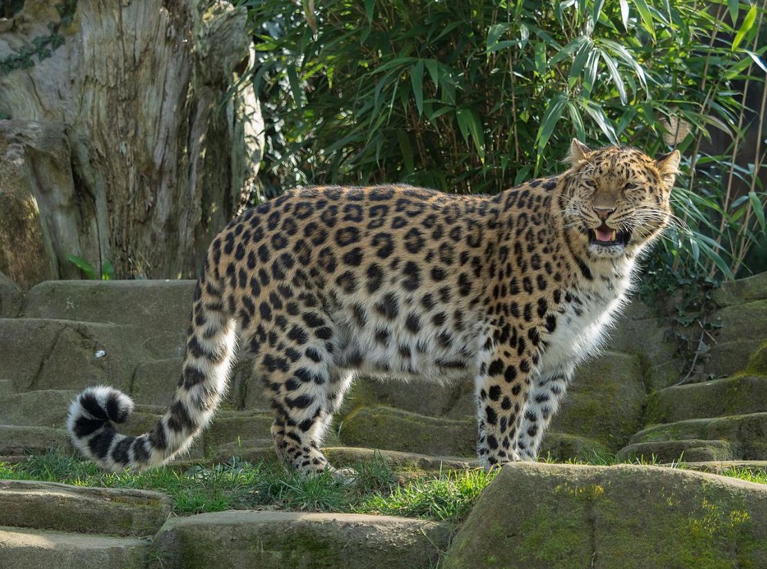 豹的所有亚种,世界上最强大的豹是哪一种豹