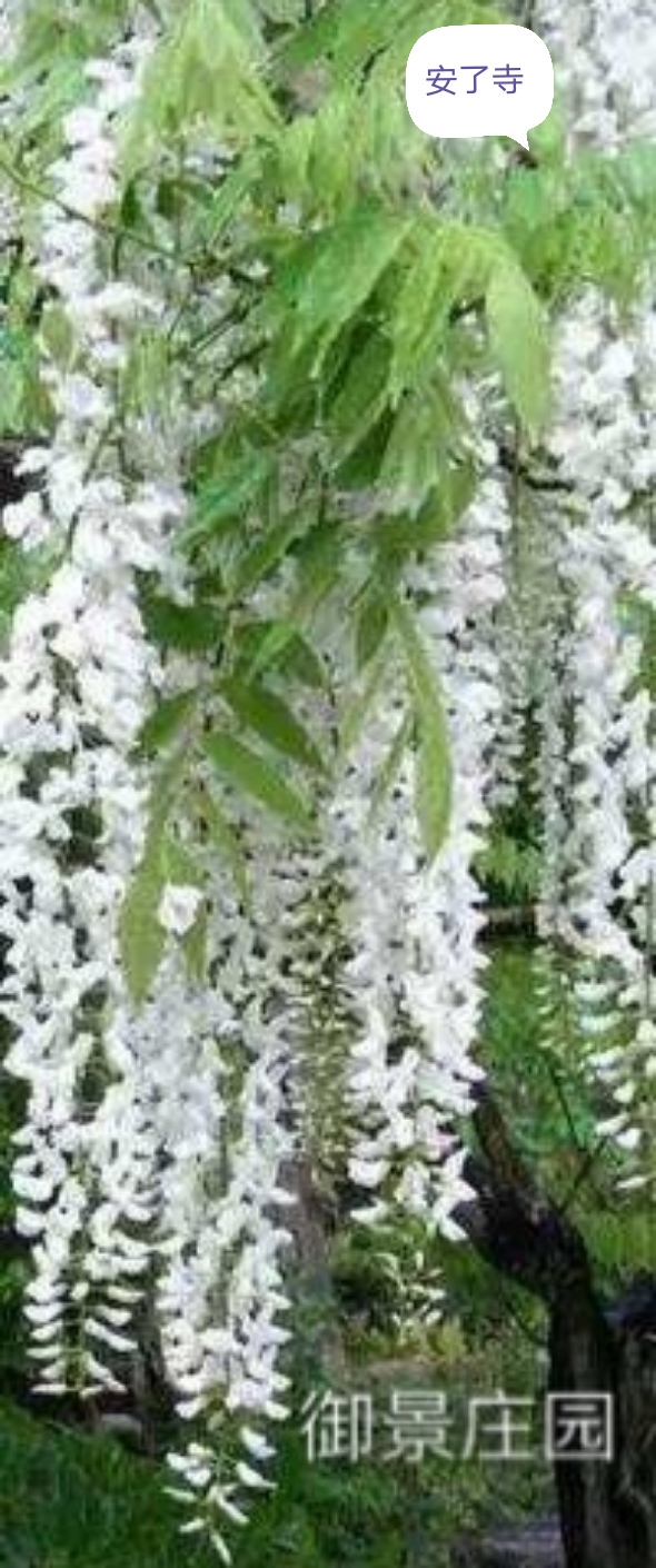 日本姬紫藤最好品种介绍,什么品种的紫藤好养好看