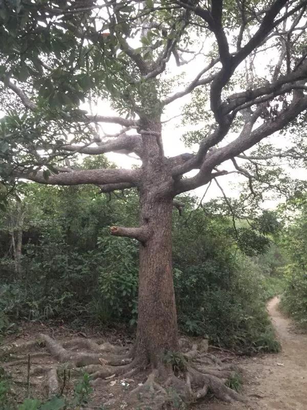 深圳马峦山风景图片,深圳马峦山风景