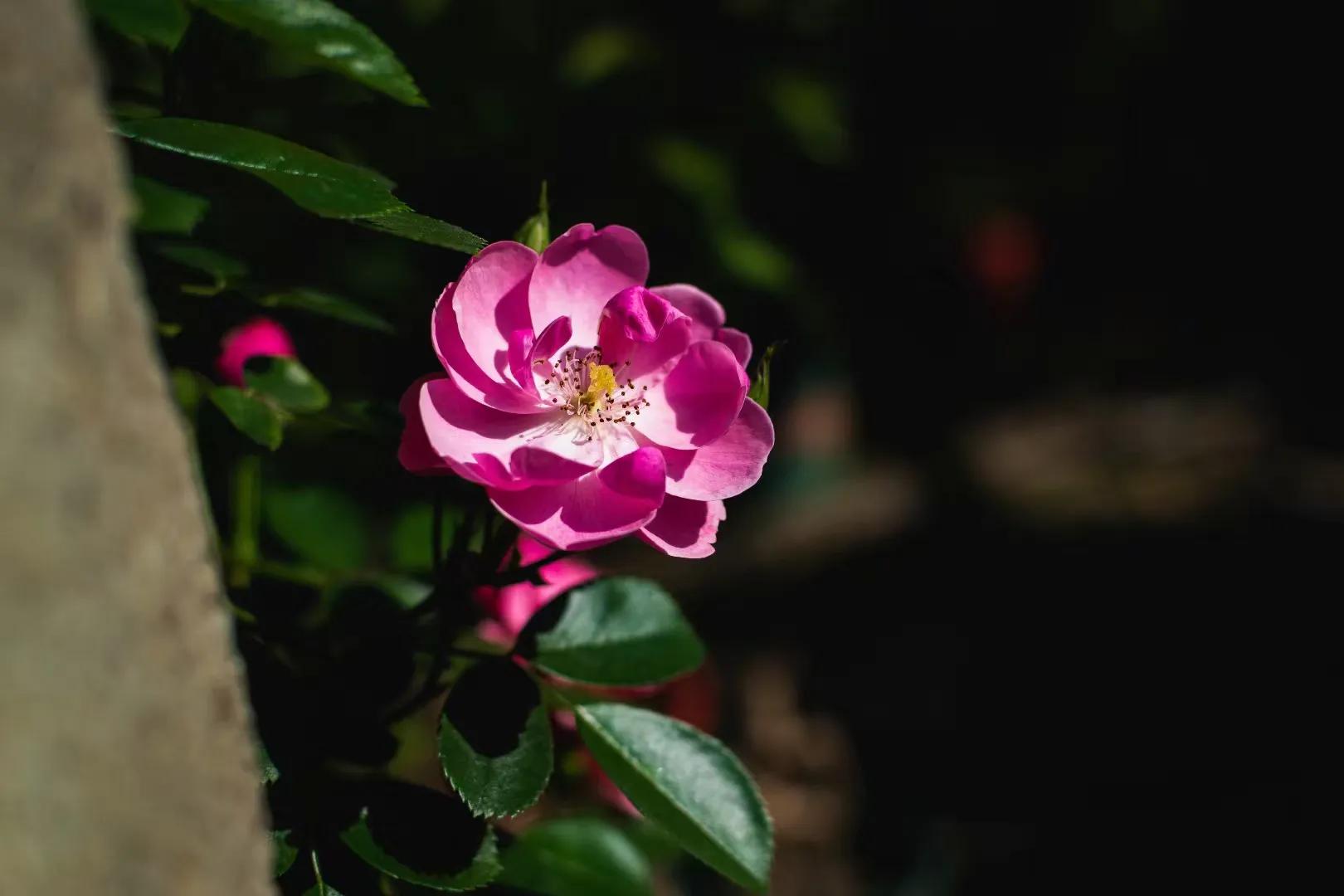 春天的花开得正好拍摄技巧,尼康35-1.8g半画幅人像样片
