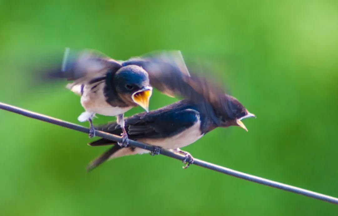 迟子建散文经典美句摘抄,好时光悄悄溜走迟子建