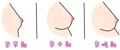 孕早期到孕晚期内脏变化对比图,怀孕后胎儿把肠子挤到哪里了