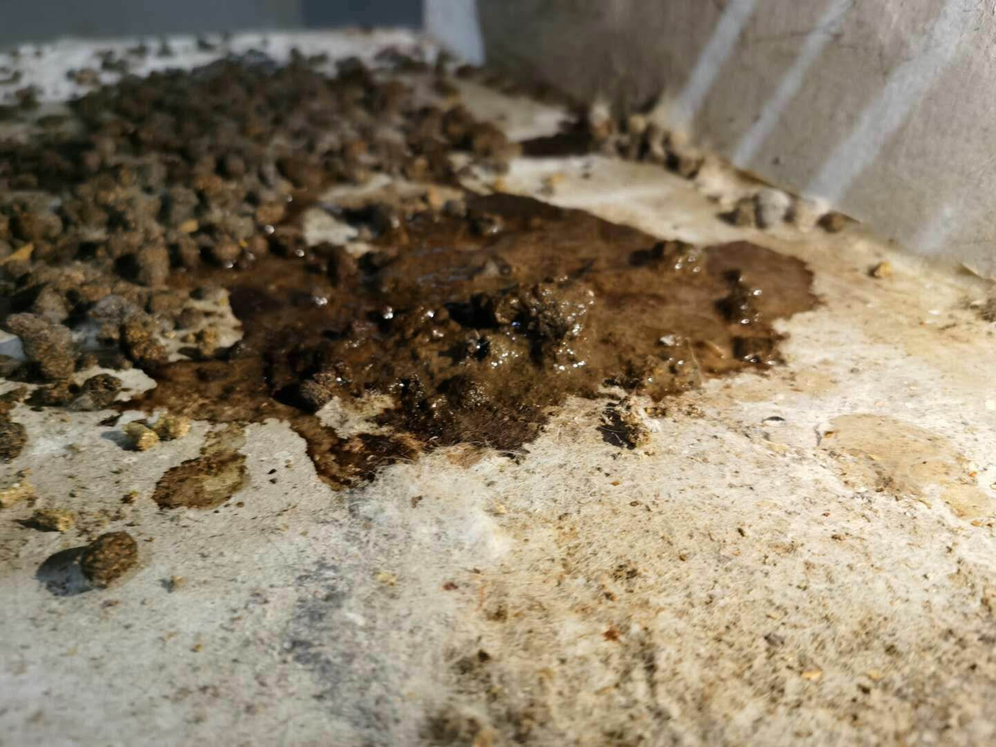 鸡预防大肠杆菌用什么药,兔兔大肠杆菌用什么药