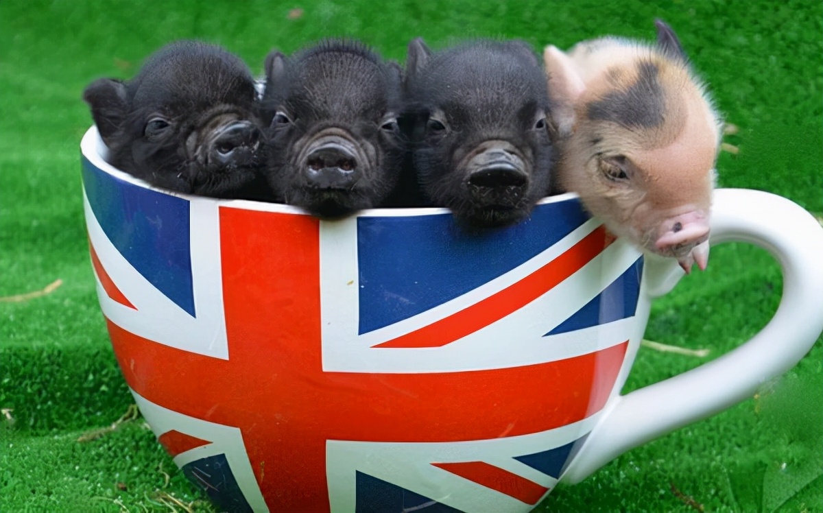 世界上最贵的猪身价竟达到100多万,最贵的宠物猪多少钱一只图片