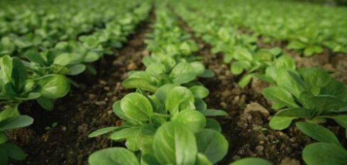 现在小型创业什么行业最赚钱见效,暴利小本创业都有什么