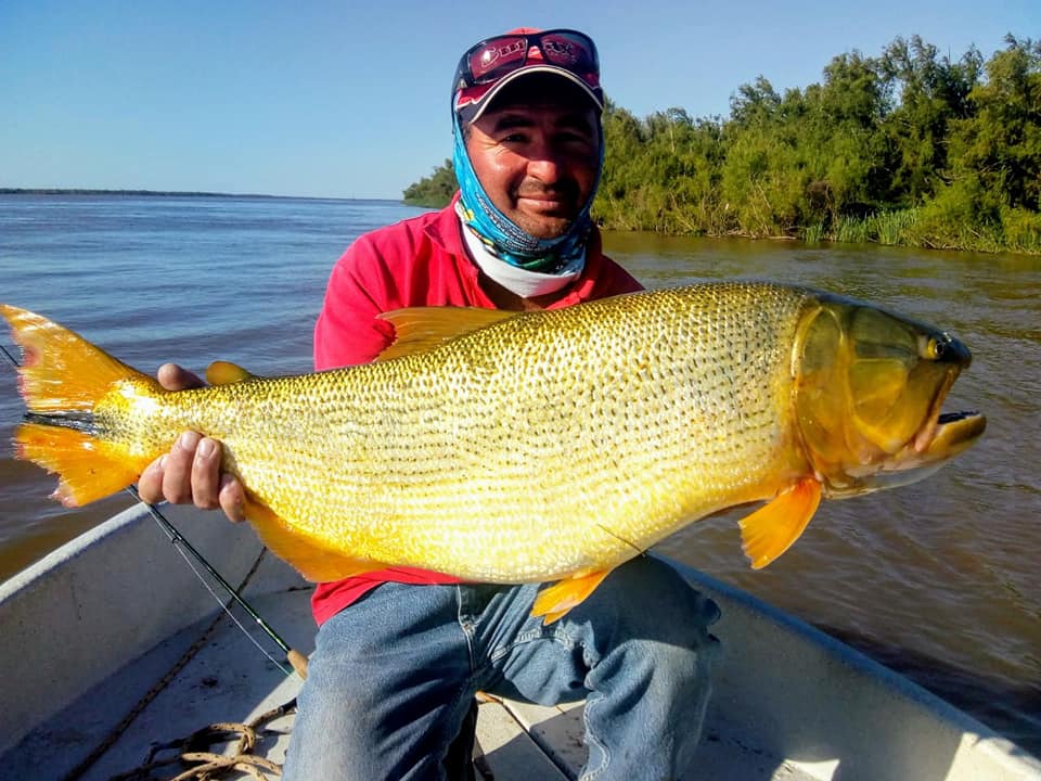 27公分的黄金河虎,黄金河虎凶猛吗