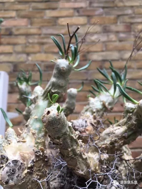 多肉植物有毒吗误食了怎么办,多肉植物真的有毒吗视频