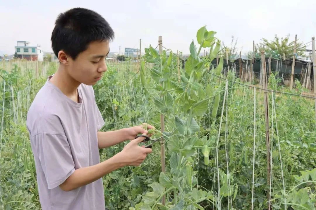 新时代红河好少年公示,2022楚雄新时代好少年名单