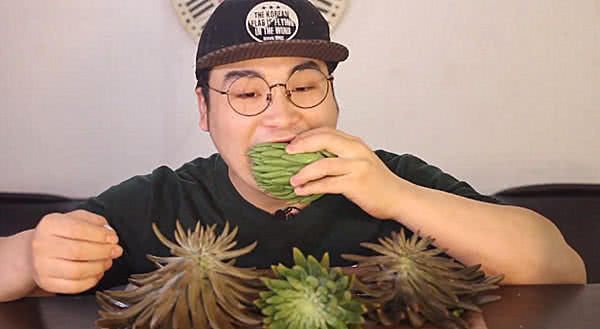 韩国小哥吃播多肉植物，整棵多肉直接啃，网友：有点心疼这多肉