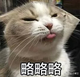猫咪与自家小猫相处之道,怎么吸引猫咪让猫咪一直在你身边
