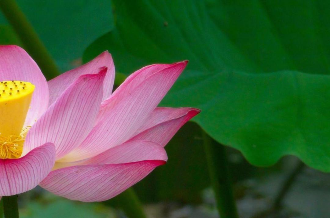 10句描写荷花的经典古诗词,描写荷花的古诗句20首