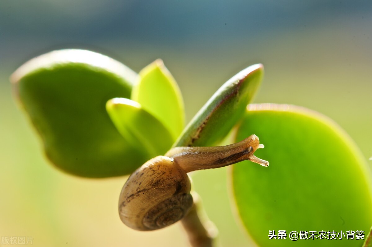 种植蔬菜蜗牛很多怎么办,蔬菜上的蜗牛用什么方法治