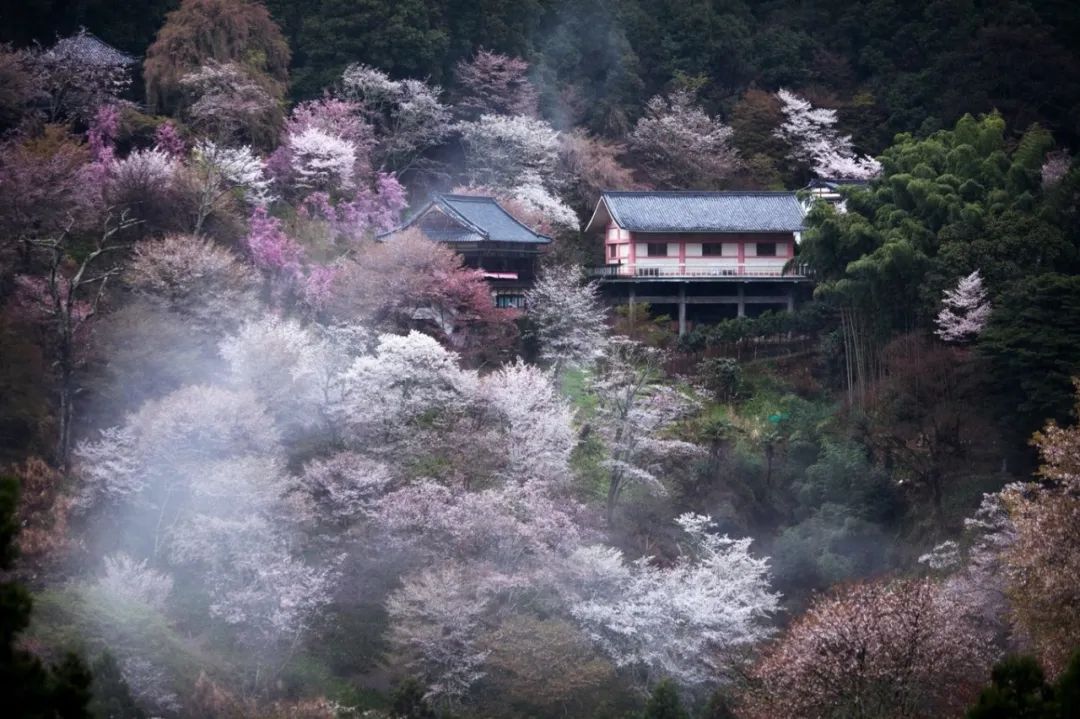 樱花前线2022年,2022第一场樱花