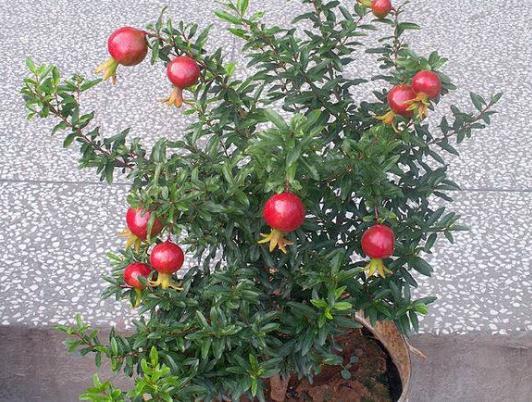 吃剩的水果种子种盆栽,吃剩下的种子种盆栽