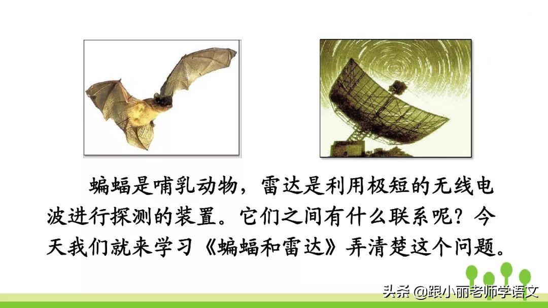 语文思维导图四年级上蝙蝠和雷达,人教版四年级上册蝙蝠和雷达朗读
