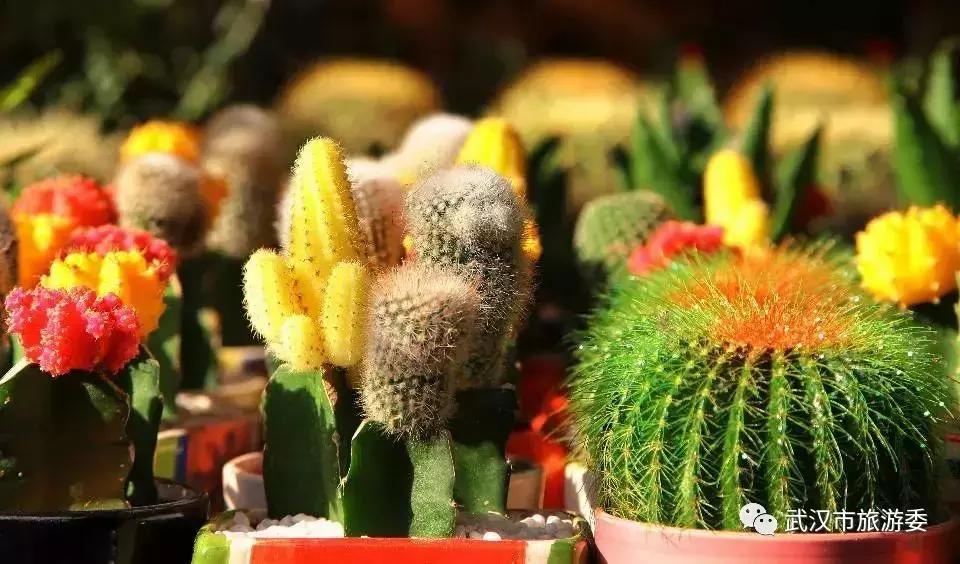 武汉攻略地铁,武汉高铁游最强攻略