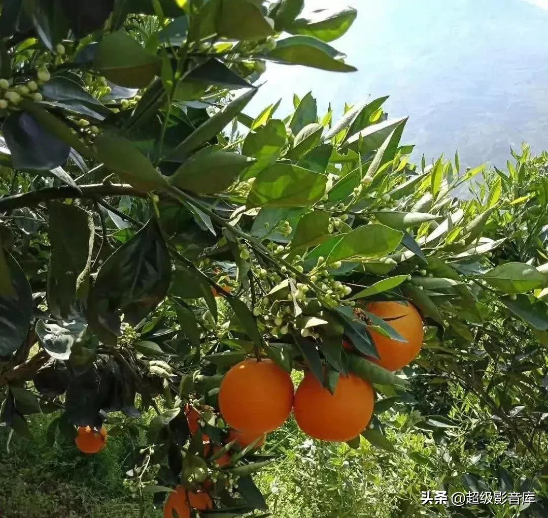 婀栧寳绉綊浼︽櫄鑴愭鐖嗙敎鐖嗘眮鍥炬枃,绉綊浼︽櫄鑴愭鐖嗘眮
