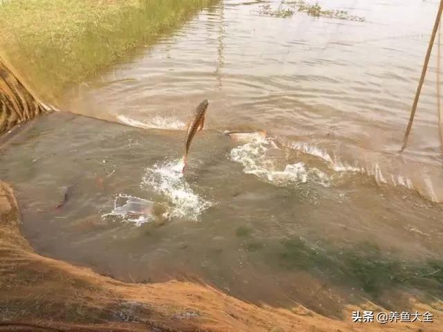 马来西亚养殖金龙鱼,养金龙鱼马来西亚