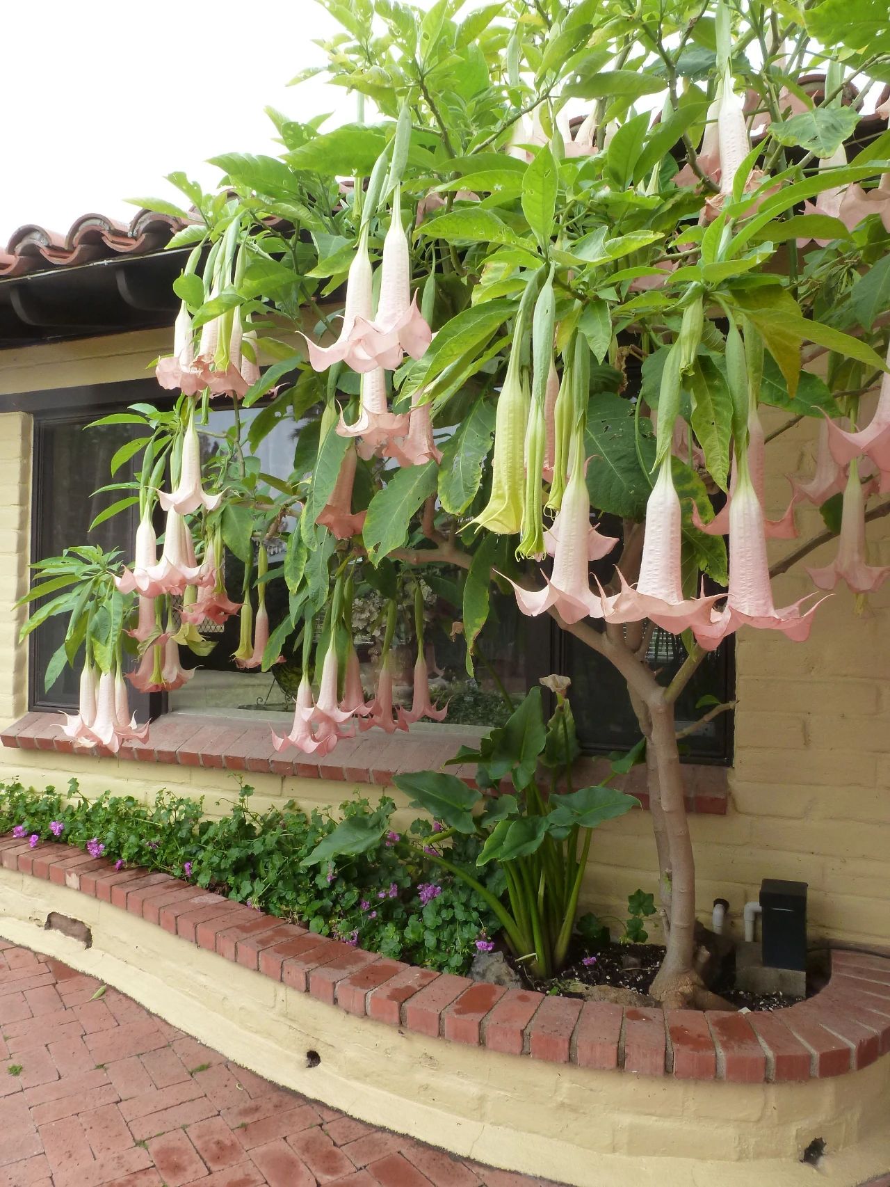 十种毒花不能养,十种大毒花家里经常养