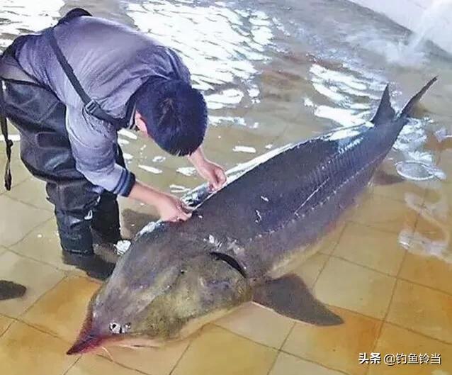 达氏鳇鱼长江也有吗,达氏鳇鱼简介