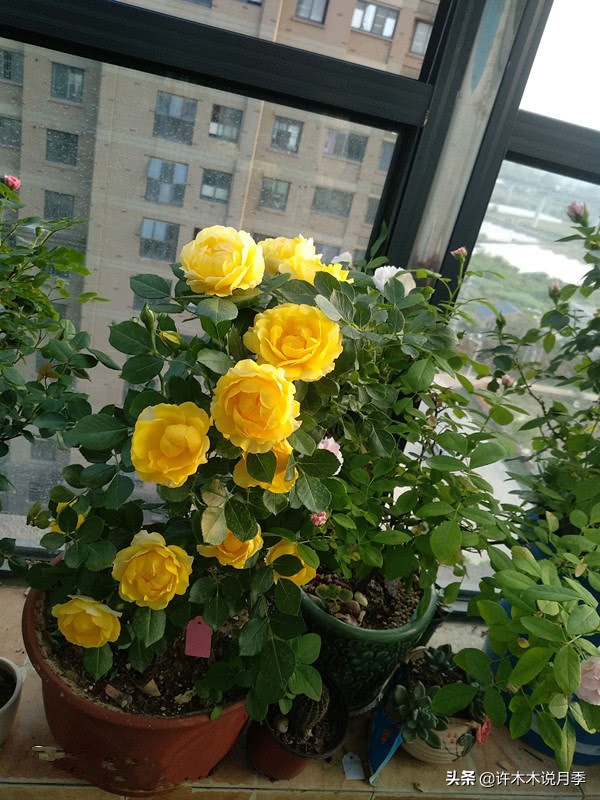 完全无刺的月季花,月季没刺的品种