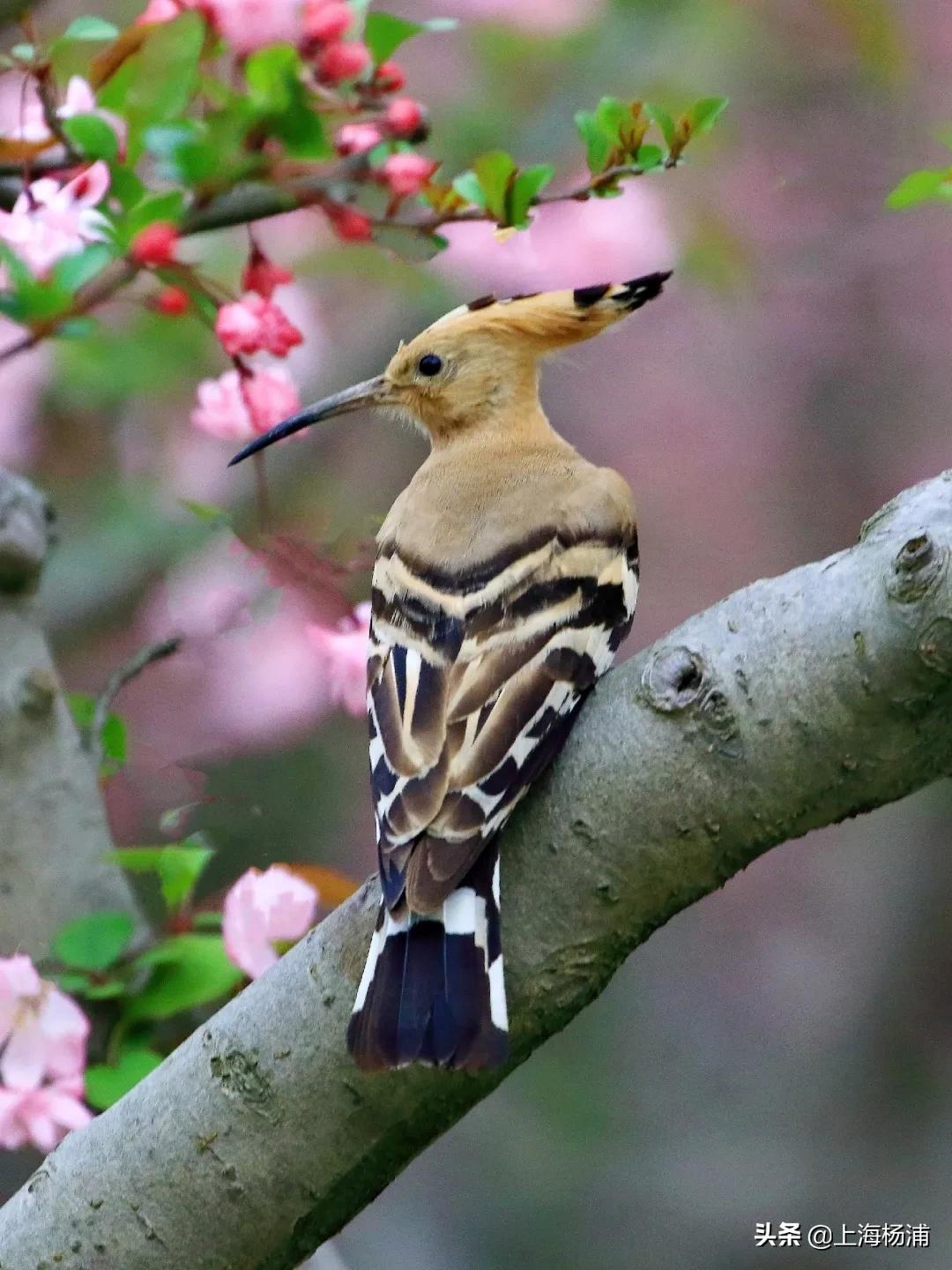 冬季引来最佳观鸟季,观鸟季一年一度