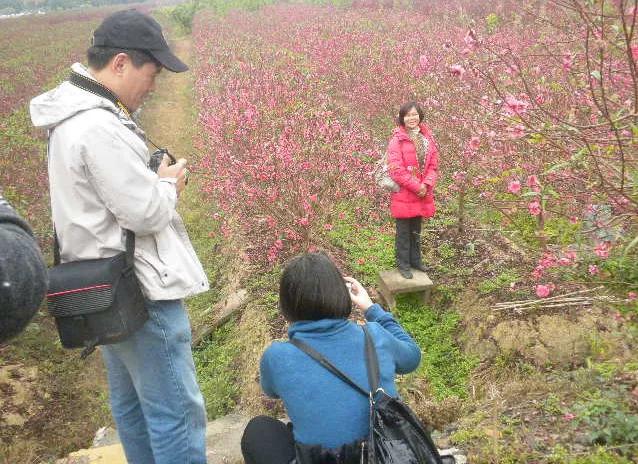 故乡的桃花,故乡的桃花开了