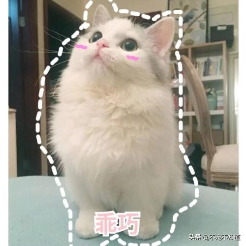 猫咪乱尿太烦人听听医生怎么说,猫咪绝育后还是乱尿怎么回事