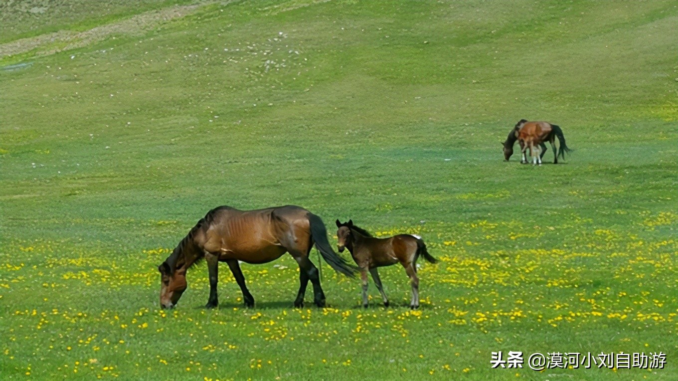 漠河呼伦贝尔旅游详细攻略,漠河草原游