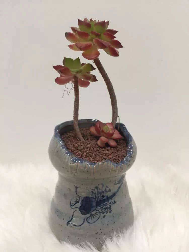 多肉名字怎么记,养多肉人的名字