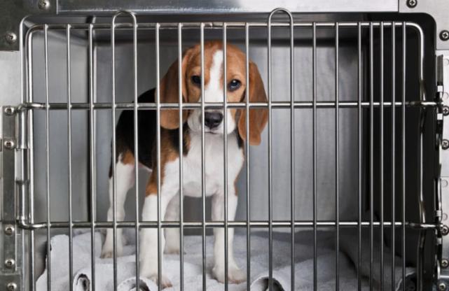 达克宁能治狗狗真菌吗,狗癣用达克宁擦多少天才能治好啊