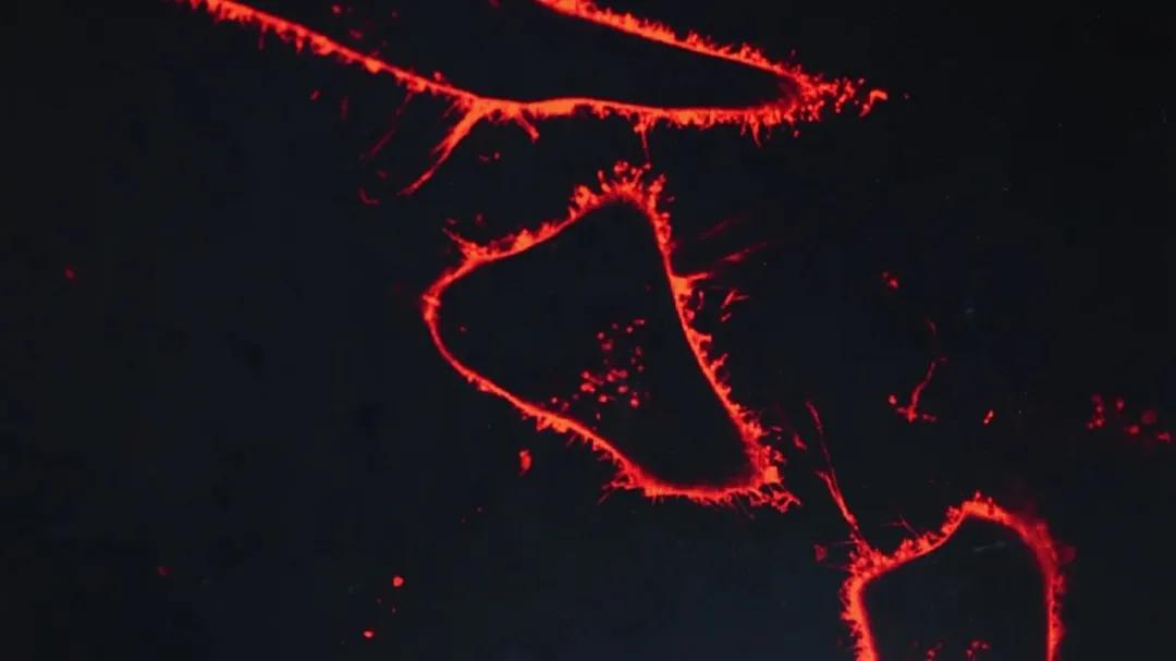 中科院大连化物所,中科院大连化物所历史成就