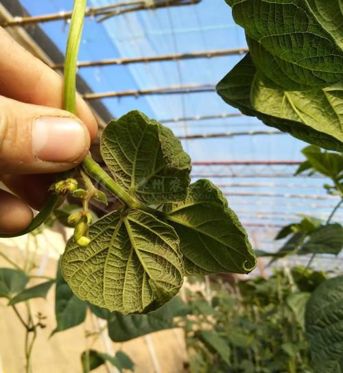 黄瓜打什么农药可以高产,种黄瓜用什么农药好