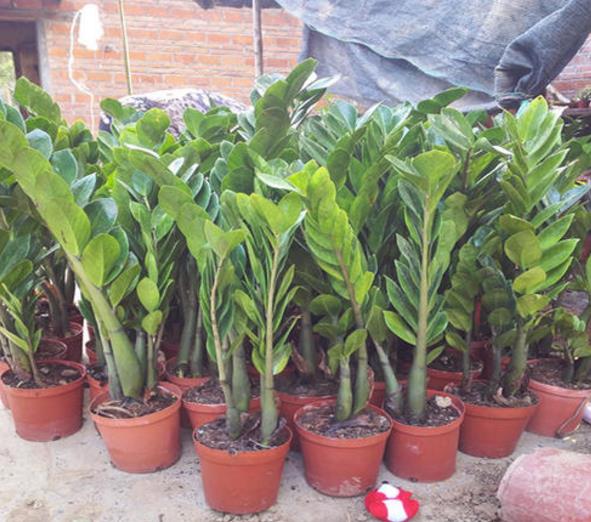 最适合在客厅养的易存活绿植,客厅养一盆绿萝好不好