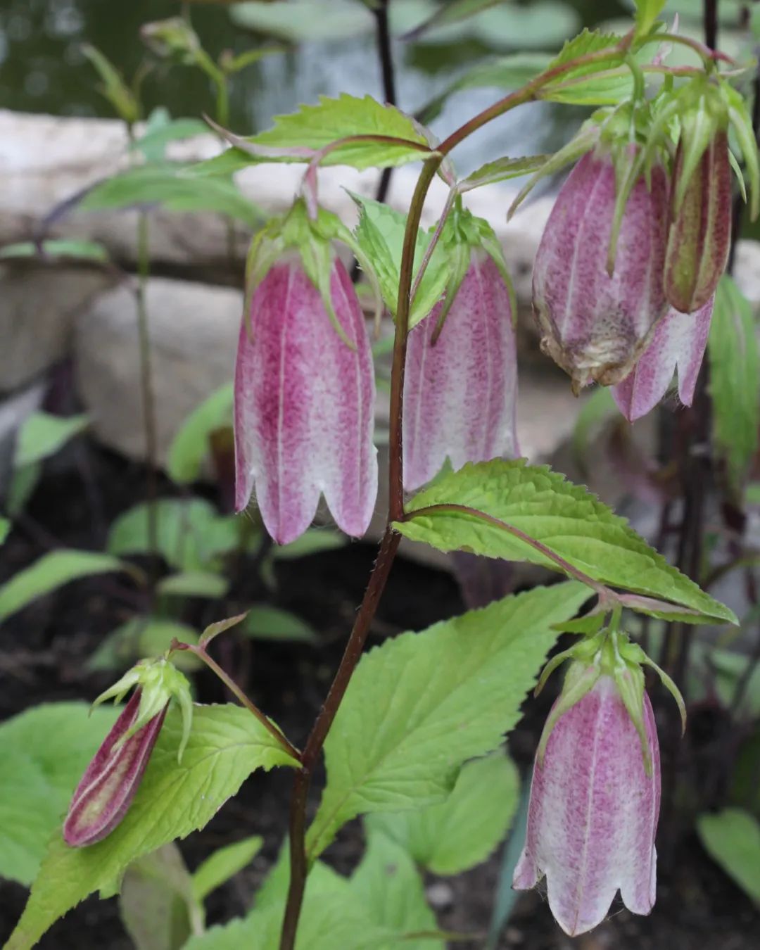 风铃草的品种有哪些,花店买的风铃花怎么养
