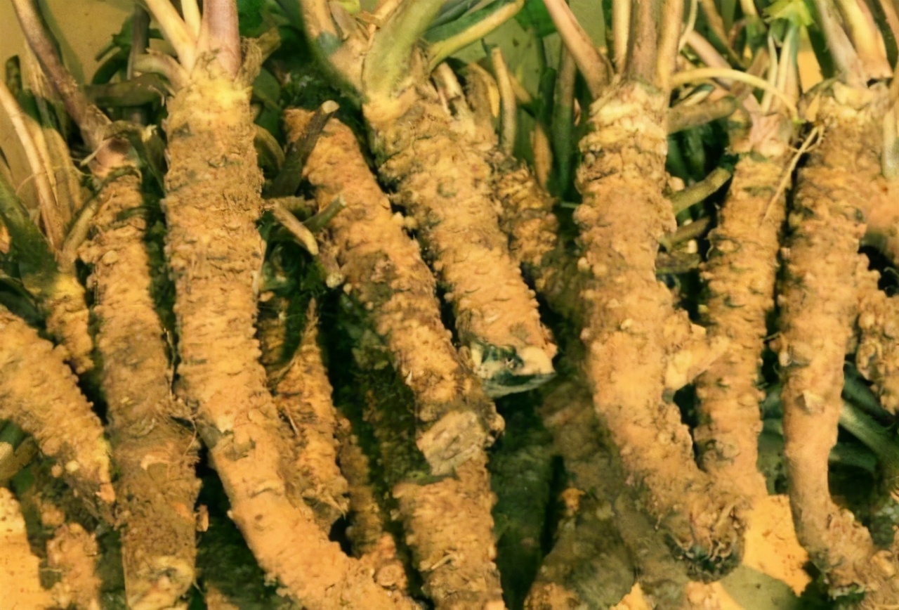 野菜在城里卖,市面上都是有哪些野菜可以卖