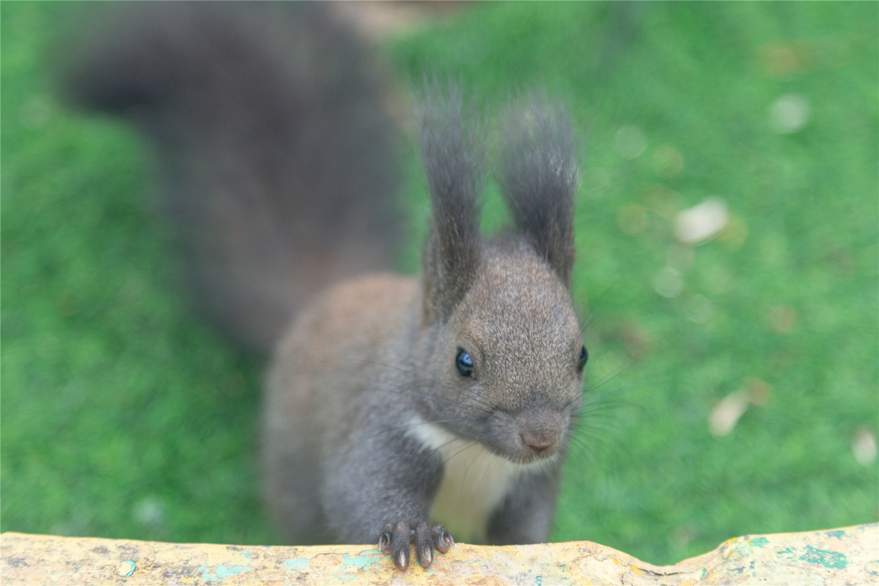 百万葵园攻略地图大全,百万葵园游玩注意事项