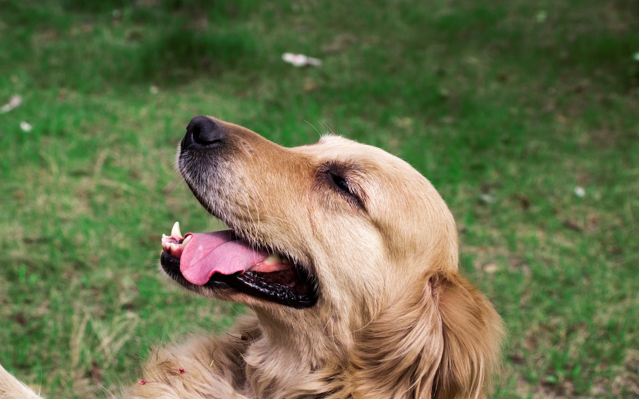 选金毛的时候排除什么，10个部位挑个好金毛，送给即将养金毛的人