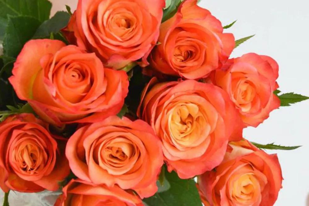 一篇文章带你认识三亚40种花,鲜花图鉴一次性认识30种玫瑰花