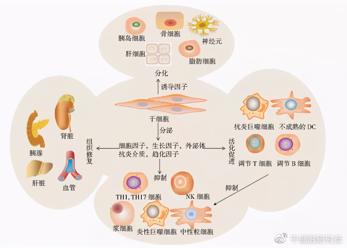 最新干细胞治疗糖尿病,世界干细胞治疗糖尿病最新成果