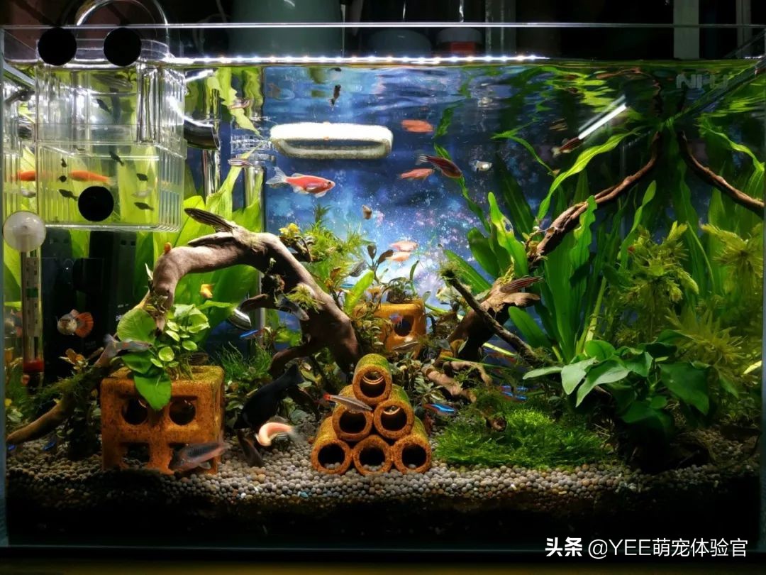 硝化细菌无处不在吗,有没有真正有用的硝化细菌