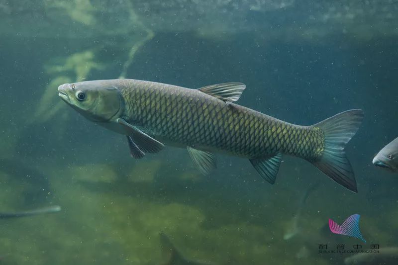 鱼里有柴油味的鱼能吃吗,这几种鱼别吃小心中毒