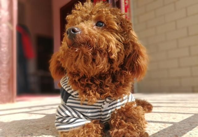 狗狗缺钙的症状狗狗缺钙怎么补,狗狗缺钙补钙针