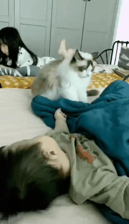 哪种猫最会带娃,什么猫带娃最好