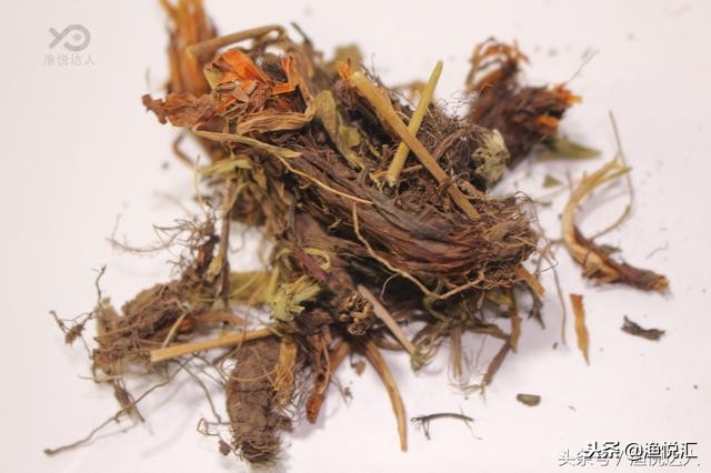 茵陈钓鱼中药搭配,茵陈诱鱼实测