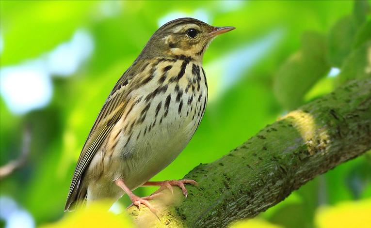 广东常见鸟类图谱和名称图文,东江揽胜鸟类