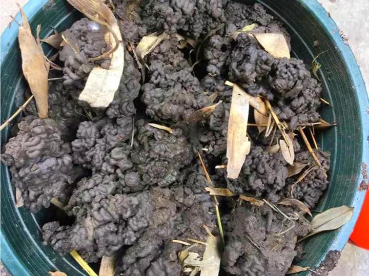 养花最好的颗粒土,碎砖养花的正确方法