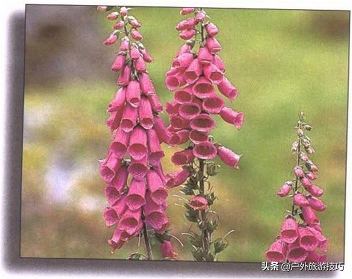 实用野外植物手册推荐,野外有毒植物盘点