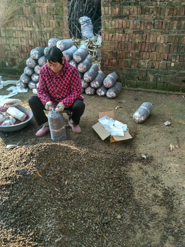 玉米芯生料栽培平菇新技术,平菇种植玉米芯发酵流程